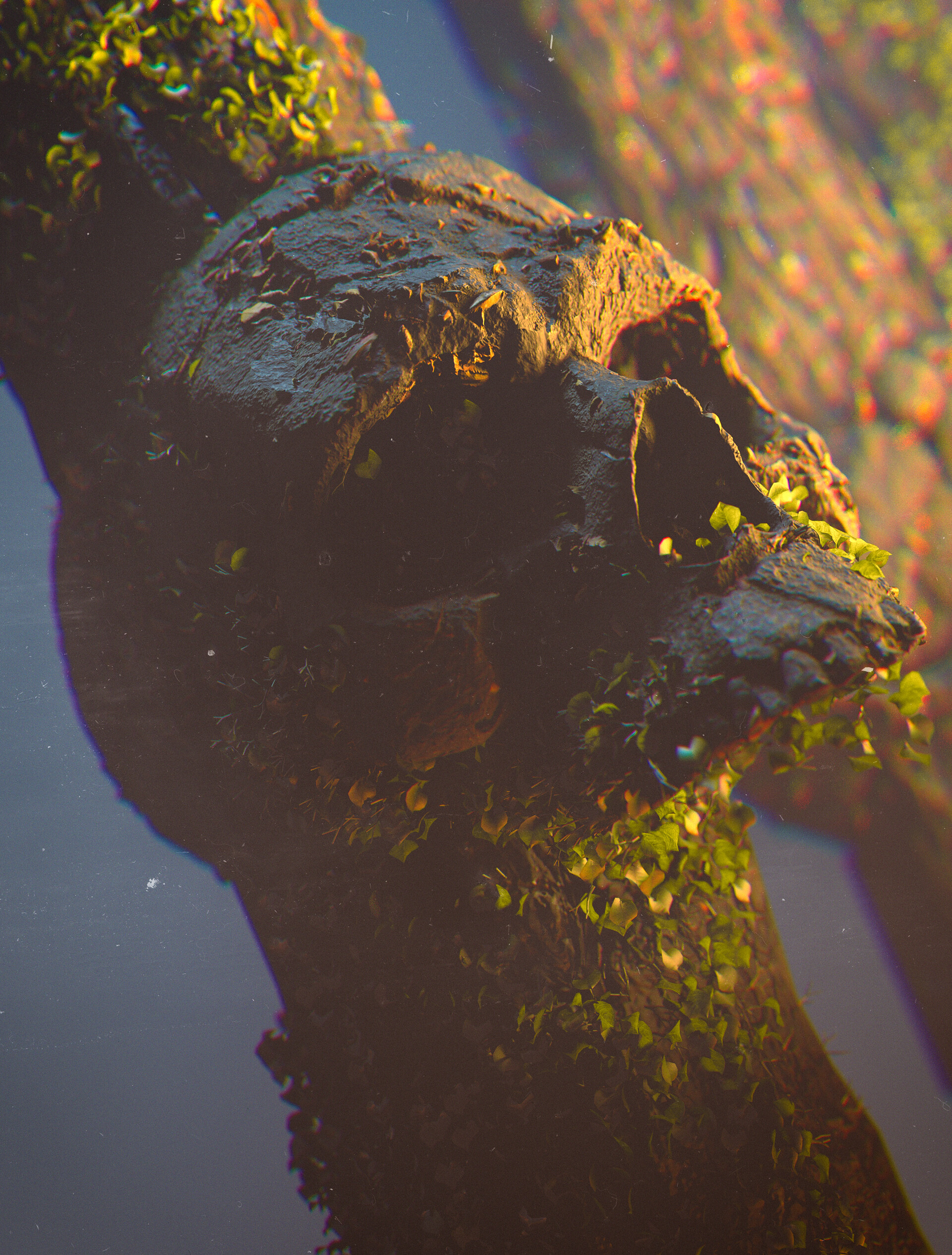 BARK SKULL